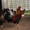 Yellow Leg Hatch Albany Roosters for Sale