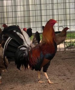 Yellow Leg Hatch Albany Roosters for Sale