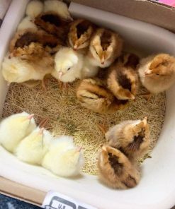 Yellow Leg Hatch Chicks