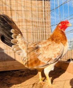 Yellow Leg Hatch Hen