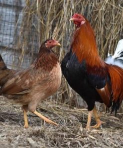 Yellow Leg Hatch Pair
