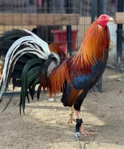 Yellow Leg Hatch Rooster