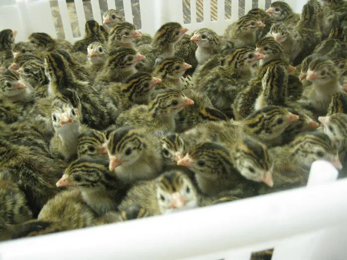 French Pearl Guinea Keets for Sale French Pearl Guinea Keets for Sale