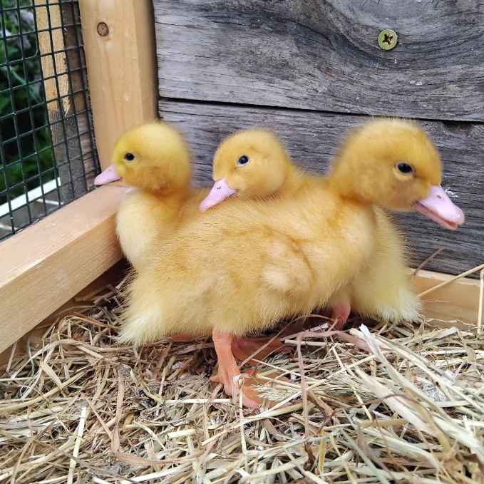 Aylesbury day-old ducklings online Aylesbury day-old ducklings online