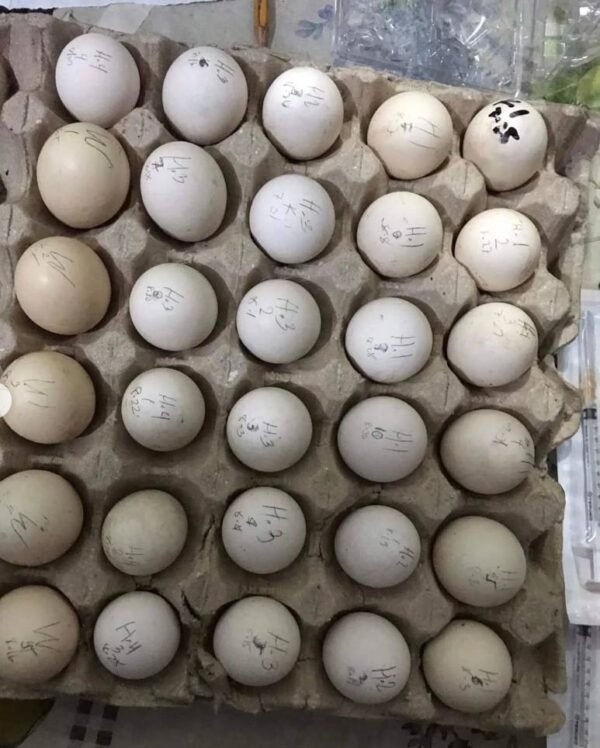 Blue Mug Hatching Eggs For Sale Blue Mug Hatching Eggs For Sale