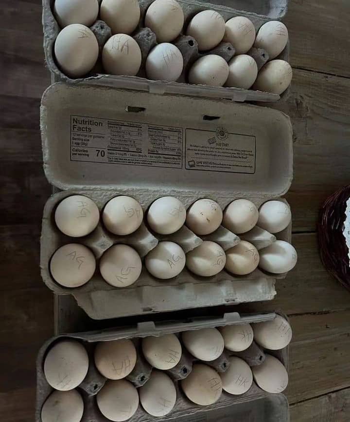 fertile Cardinal Kelso Gamefowl hatching eggs fertile Cardinal Kelso Gamefowl hatching eggs