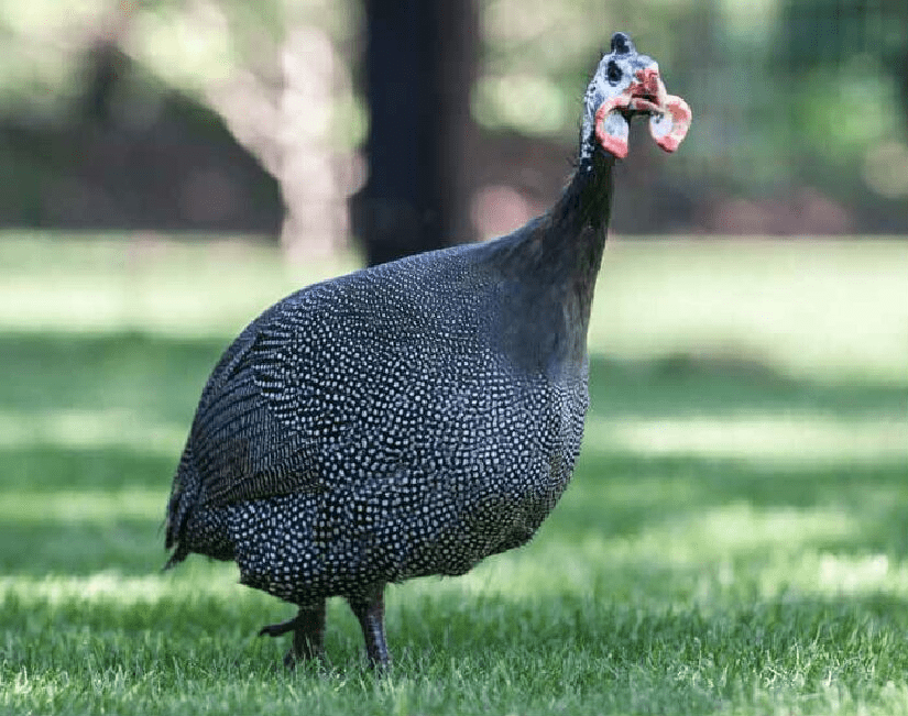 French Pearl Guinea Fowl for Sale French Pearl Guinea Fowl for Sale