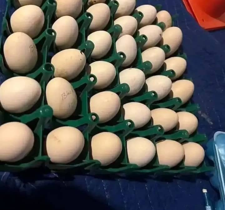 Gilmore Hatch Gamefowl Hatching Eggs Gilmore Hatch Gamefowl Hatching Eggs