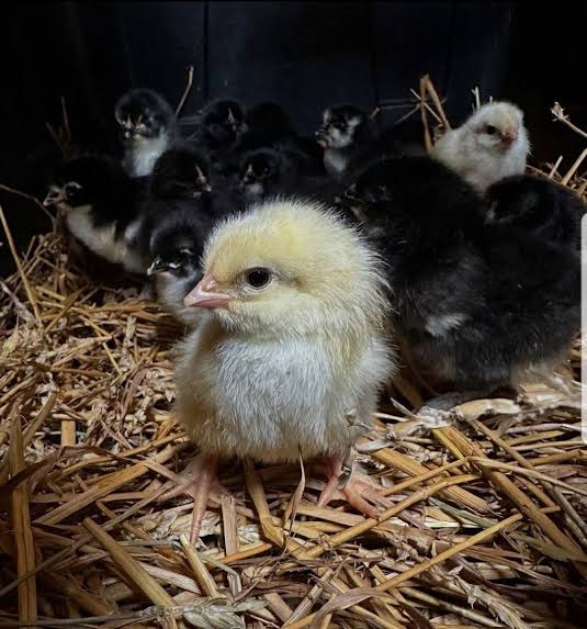 Pure Sweater Day-Old Baby Chicks for Sale Pure Sweater Day-Old Baby Chicks for Sale