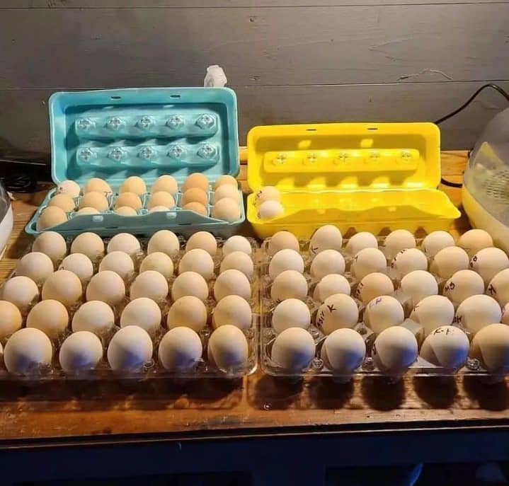 fertile Pure Kelso Gamefowl hatching eggs fertile Pure Kelso Gamefowl hatching eggs