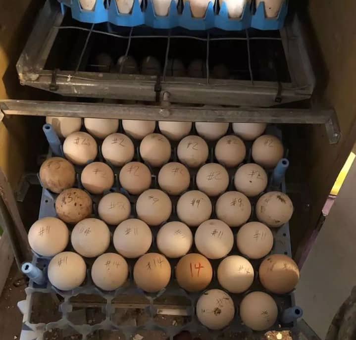 Pure Sweater Gamefowl Hatching Eggs Pure Sweater Gamefowl Hatching Eggs