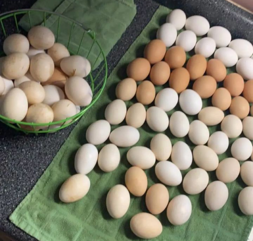 Roundhead Gamefowl Fertile Hatching Eggs Roundhead Gamefowl Fertile Hatching Eggs