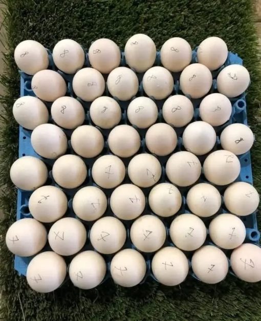 fertile Spangle hatching eggs for sale fertile Spangle hatching eggs for sale