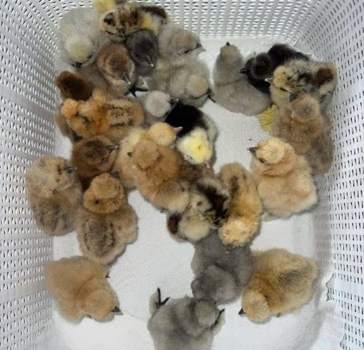 Sweater 5k-5000 Day-Old Baby Chicks for Sale Sweater 5k-5000 Day-Old Baby Chicks for Sale