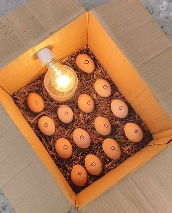 fertile Warhorse hatching eggs for sale fertile Warhorse hatching eggs for sale
