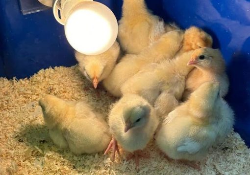 white-kelso-chicks-510x358 Rare White Kelso Day-Old Baby Chicks for Sale The White Kelso line is highly sought after by master breeders for its incredible mental focus, high-breaking aerial agility, and lightning-fast tactical style. Unlike standard white poultry, these birds are true hardfeather gamefowl—maturing into sleek, athletic frames supported by classic clean yellow legs, sharp eyes, and robust skeletal structures. Every chick comes directly from our strictly isolated, peak-conditioned brood pens to guarantee uncompromised genetic consistency. Product Highlights & Specifications: Bloodline: Pure White Kelso American Gamefowl Age: Day-Old (Hatched and securely shipped on the exact same day) Quantity Options: Available in straight-run batches (minimum order requirements apply to guarantee a safe, warm journey). Shipping & Safety: Packed in specialized, heavily cushioned chick boxes equipped with professional heat pads and hydrating nutritional gel to ensure a 100% safe, live arrival. Vigor: Each chick is meticulously hand-inspected for excellent leg development, clean navels, and high activity levels before being cleared for travel.