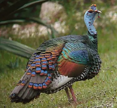 Rare Live Ocellated Turkeys for Sale Rare Live Ocellated Turkeys for Sale