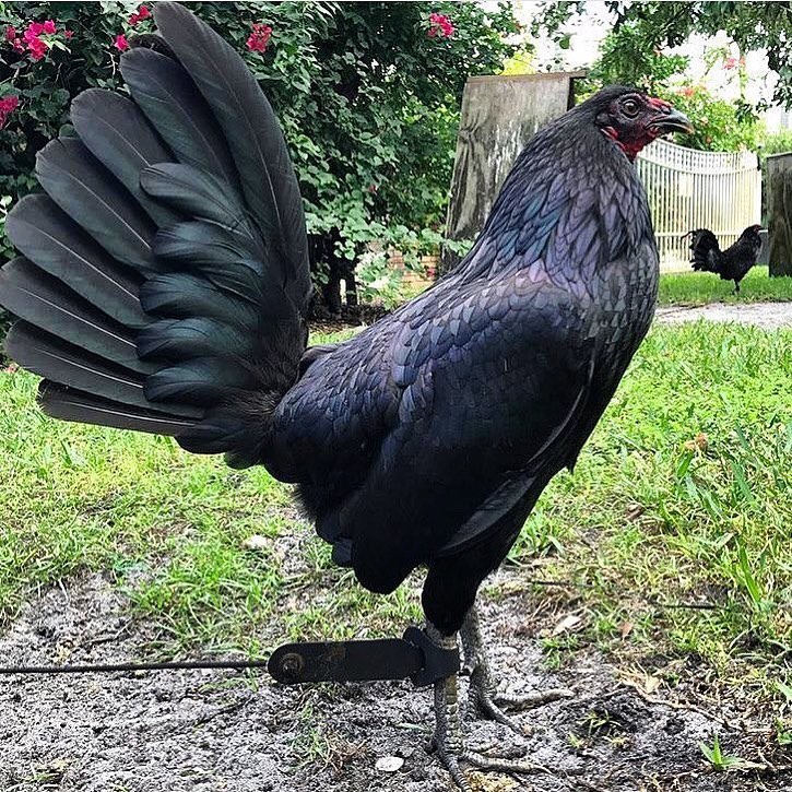 Black Hennie Gamefowl Stags For Sale Black Hennie Gamefowl Stags For Sale