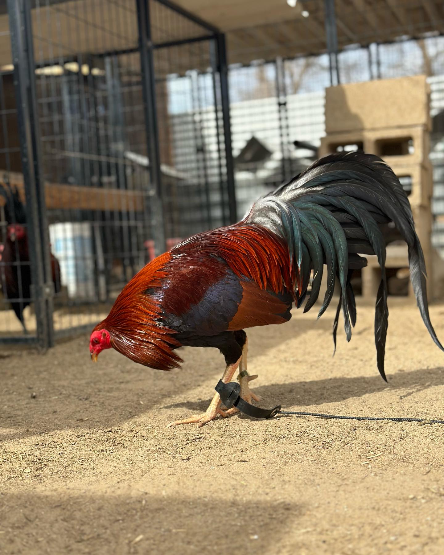 1787208536275 Buy purebred Chocolate Albany brood cocks 1