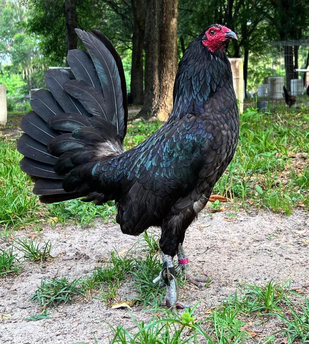 Buy purebred Black Hennie young stags online Buy purebred Black Hennie young stags online