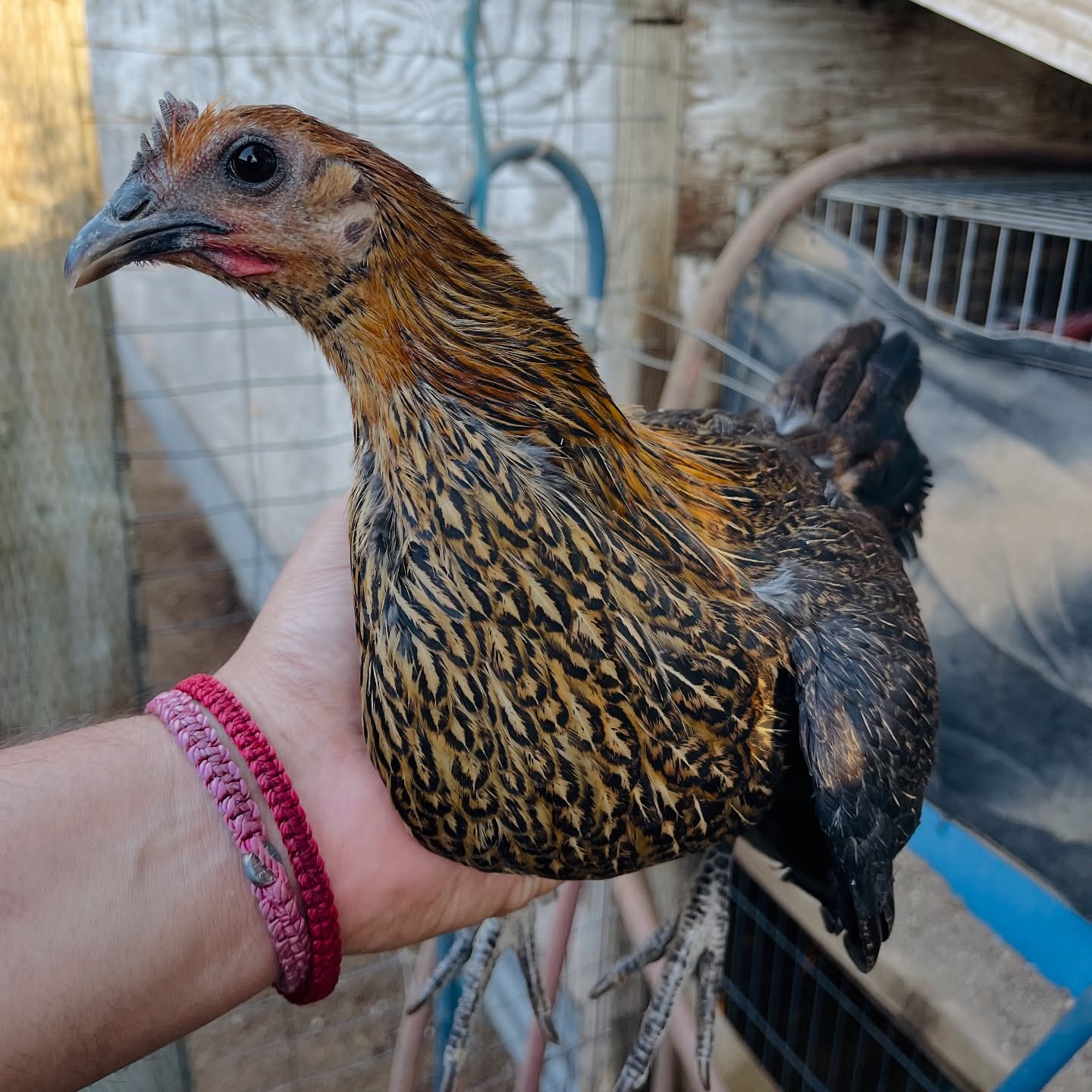 1787210135735 Buy purebred Pure Black Shuffler pullets online