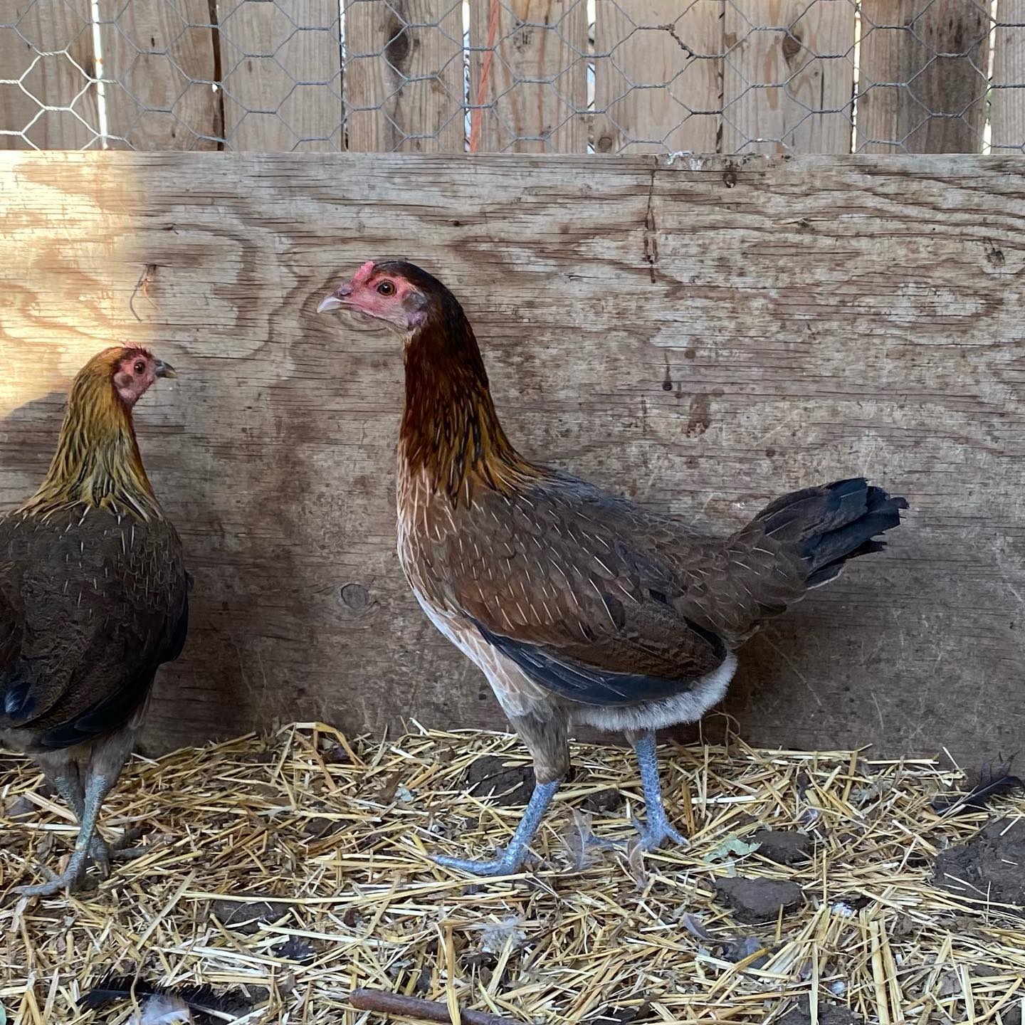 Buy purebred Leiper Hatch brood pullets online Buy purebred Leiper Hatch brood pullets online