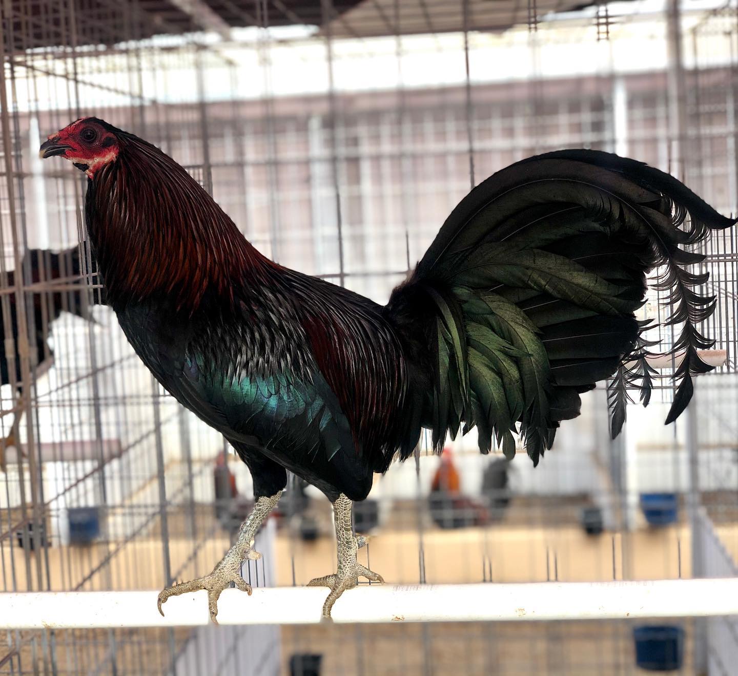Buy purebred Bobby Boles Black Asil brood cocks Buy purebred Bobby Boles Black Asil brood cocks