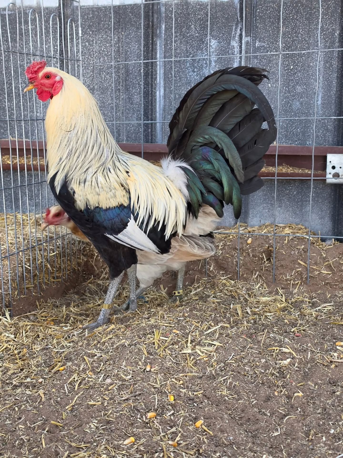 Buy purebred Graves Grey brood cocks online Buy purebred Graves Grey brood cocks online