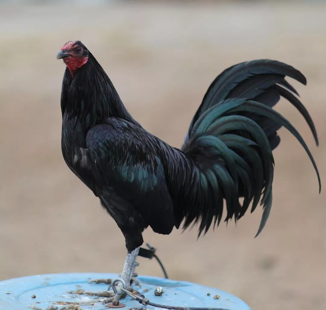 Black Mug brood cocks Black Mug brood cocks