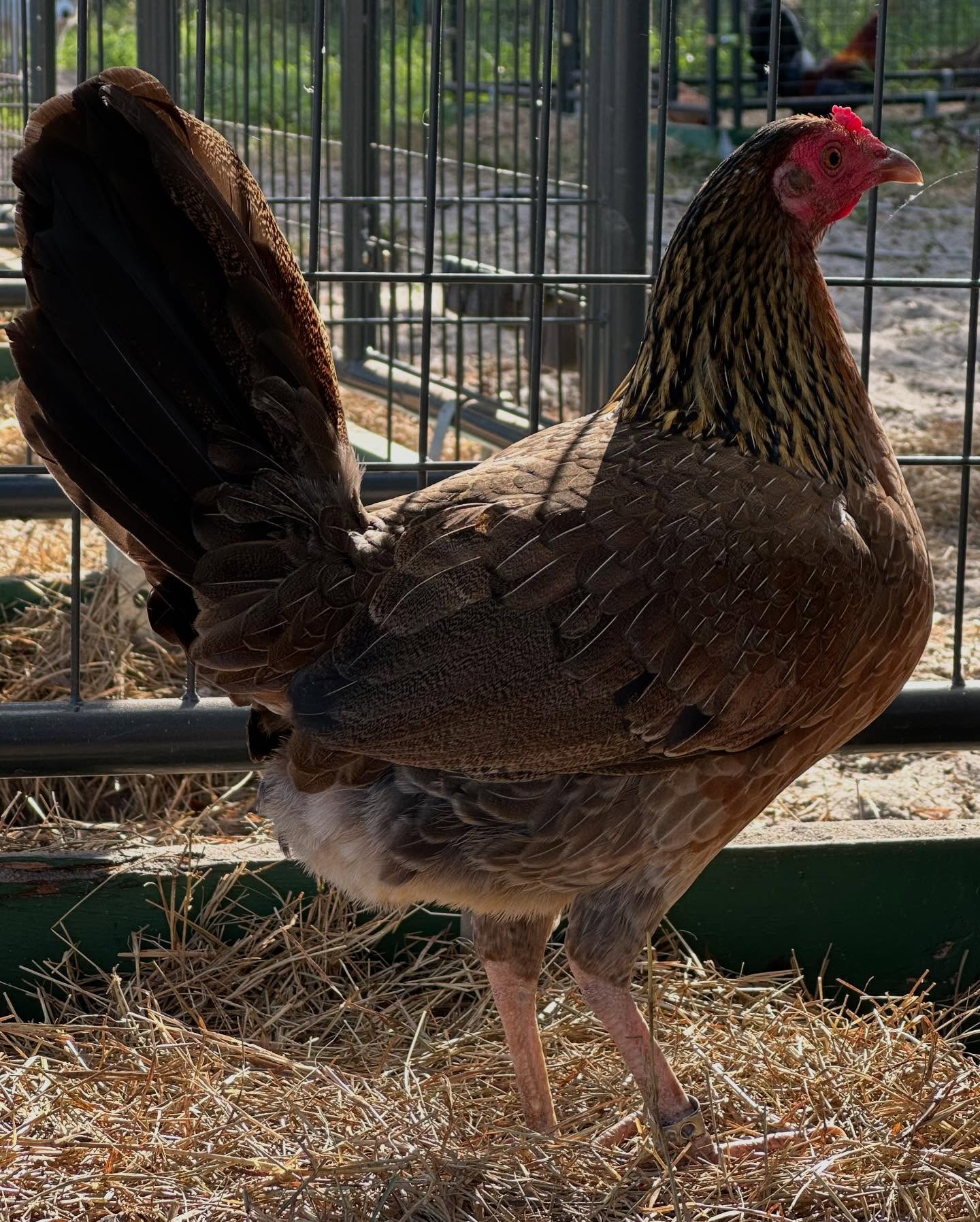 Buy purebred Machine Gun Kelso brood hens online Buy purebred Machine Gun Kelso brood hens online