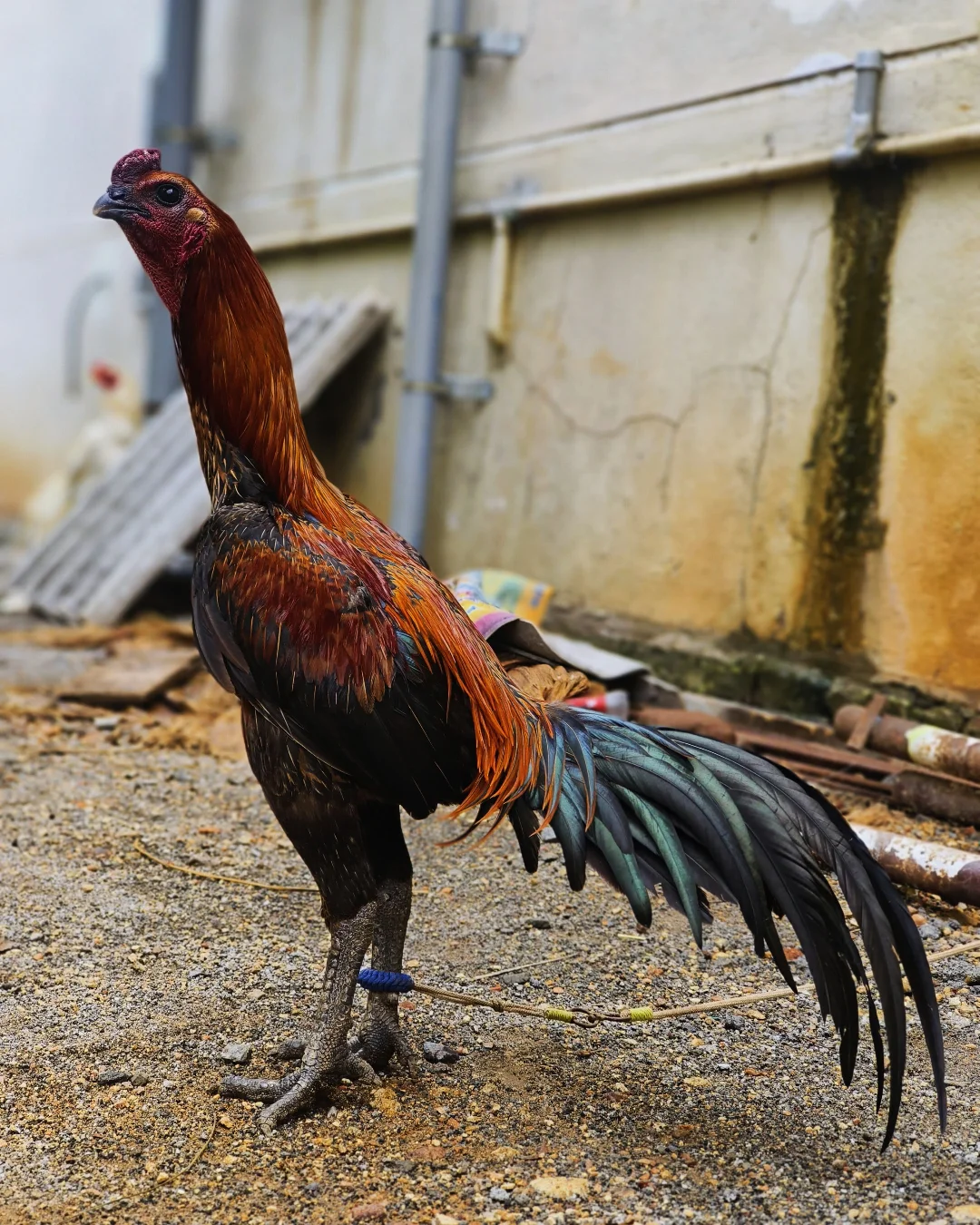 Black Skin Biggy brood cocks Black Skin Biggy brood cocks