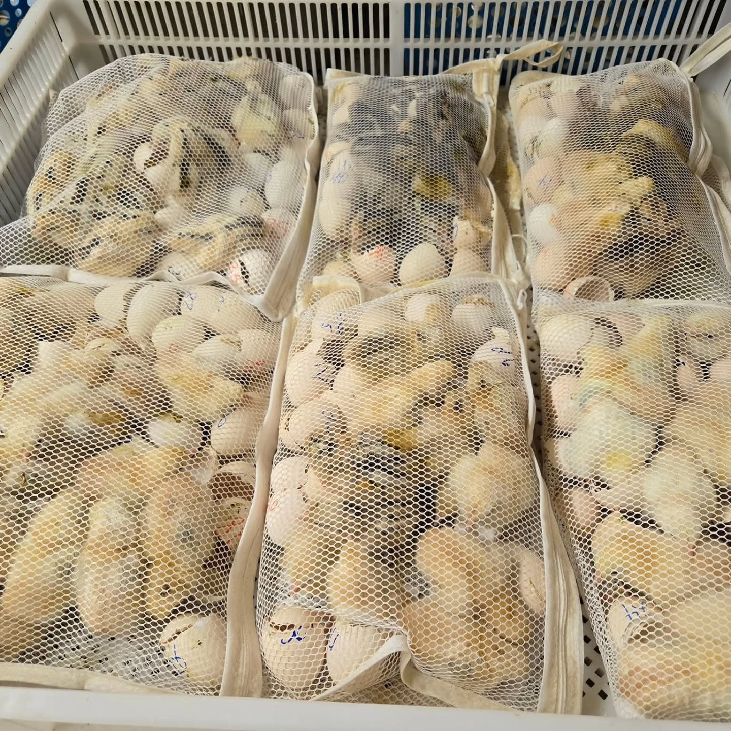 Buy purebred McLean Hatch day-old chicks Buy purebred McLean Hatch day-old chicks