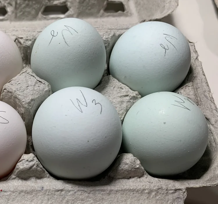 fertile Whiting True Blue hatching eggs online fertile Whiting True Blue hatching eggs online