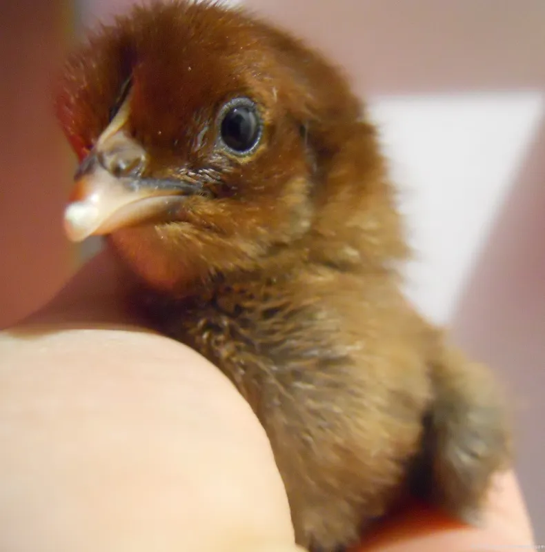 2DaysCloseup Buy purebred Denizli Long Crower day-old chicks online 1