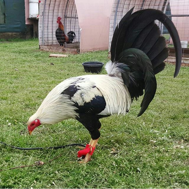 Purebred Kelso Grey Gamefowl Cocks Purebred Kelso Grey Gamefowl Cocks