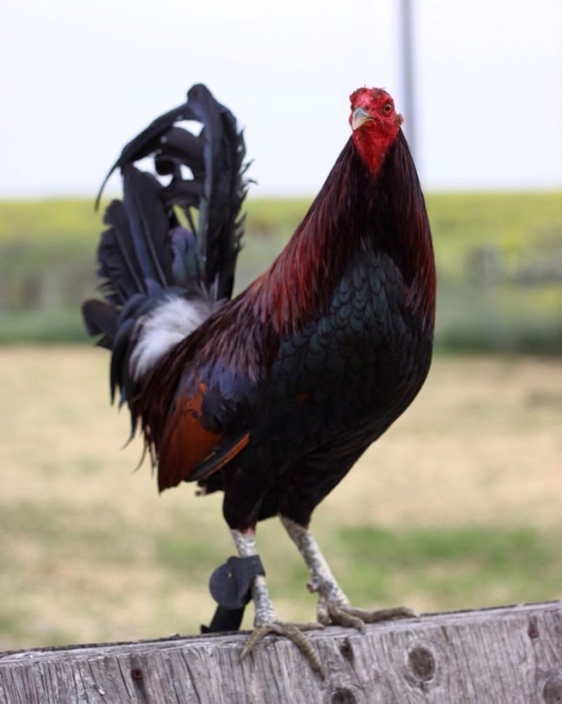 Curtis Blackwell Hatch Gamefowl Cocks For Sale Curtis Blackwell Hatch Gamefowl Cocks For Sale