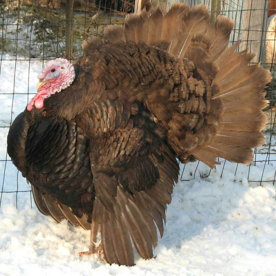 Rare Chocolate Turkey For Sale Rare Chocolate Turkey For Sale
