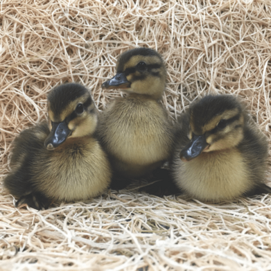 Buy sexed live Mallard day-old ducklings Buy sexed live Mallard day-old ducklings