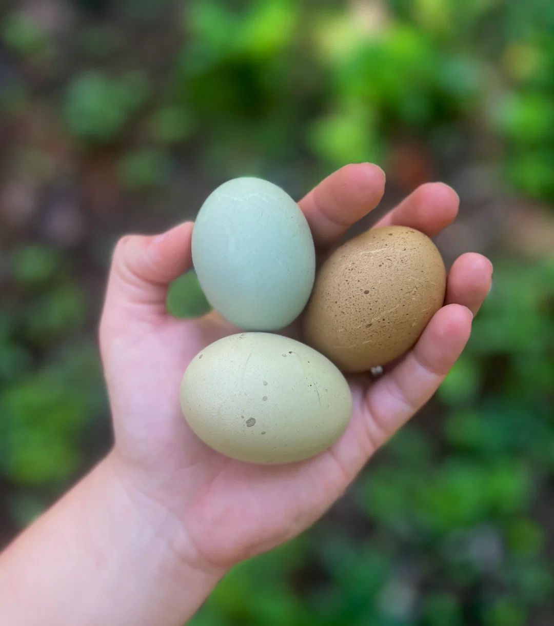 Frizzled Olive Egger hatching eggs Frizzled Olive Egger hatching eggs