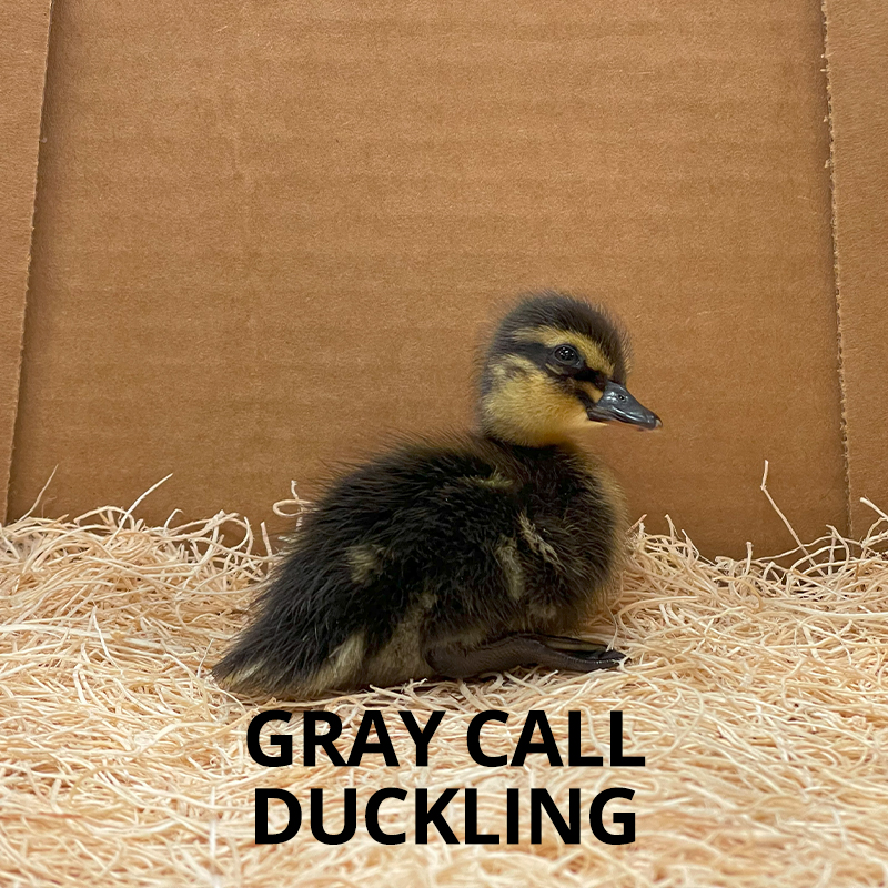 Buy sexed live Blue Call duckling day-old Buy sexed live Blue Call duckling day-old