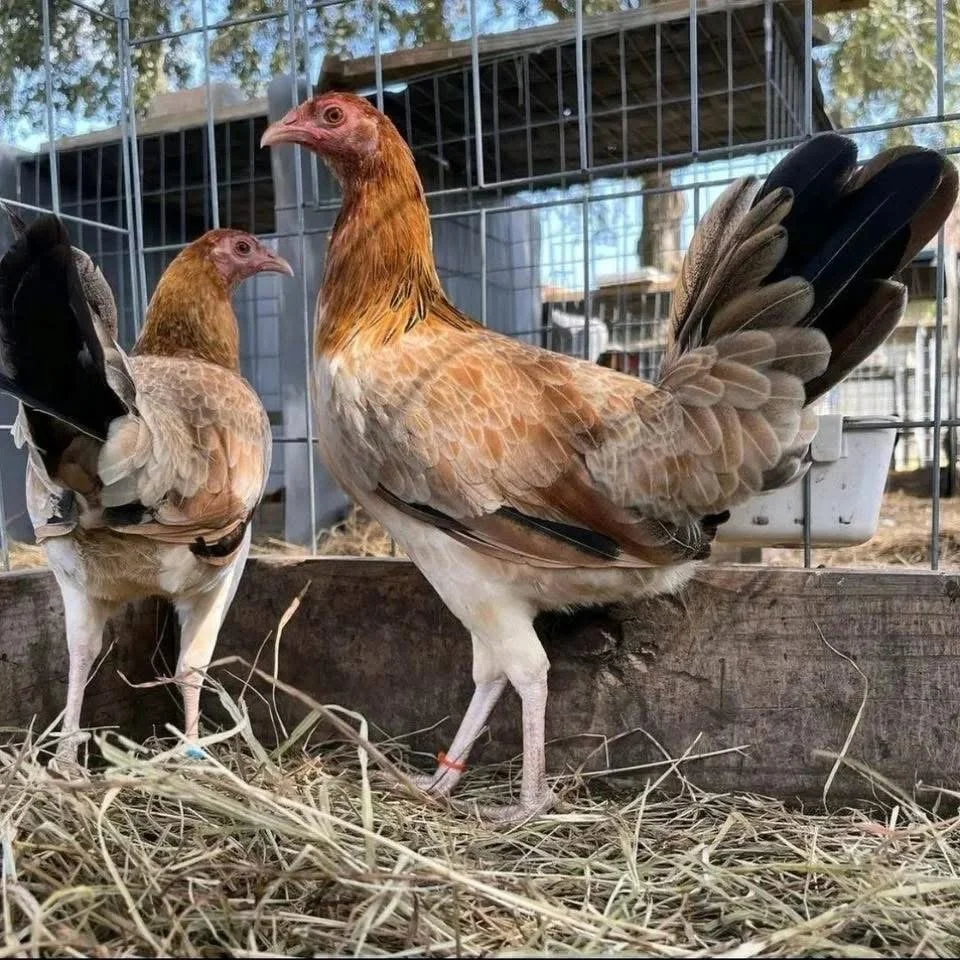 IMG_1879 Boston Roundhead Gamefowl
