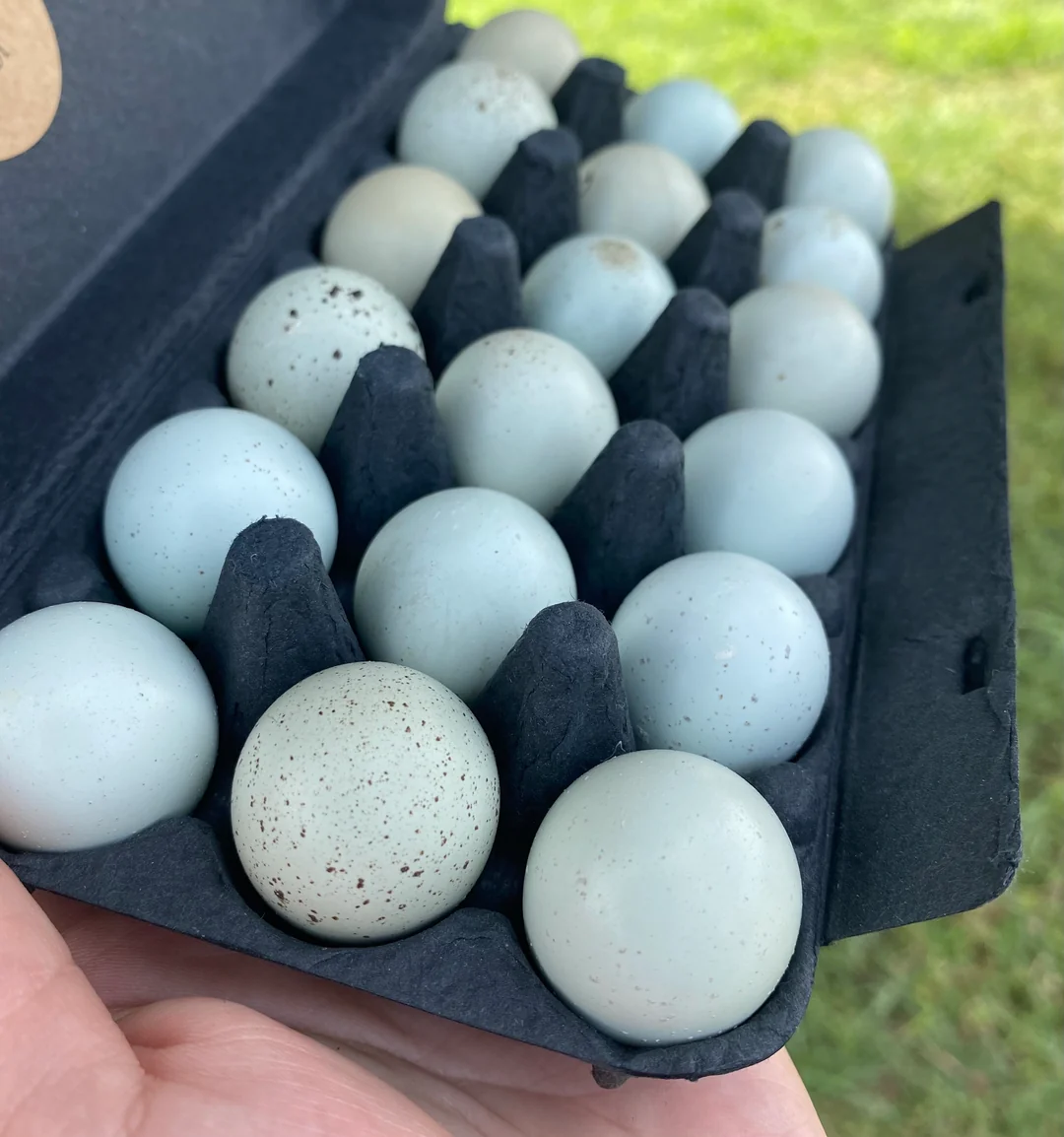 fertile Celadon Coturnix quail hatching eggs online fertile Celadon Coturnix quail hatching eggs online