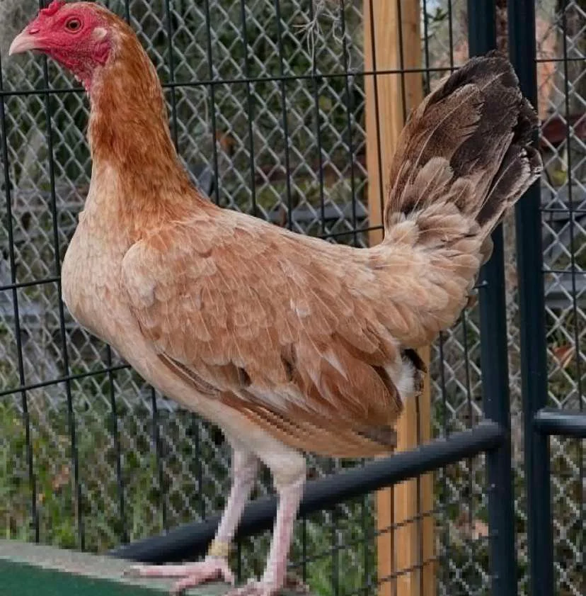 boston roundhead gamefowl for sale Boston Roundhead Gamefowl