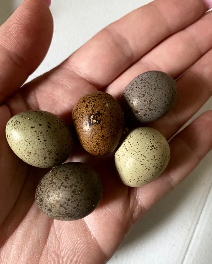 IMG_6471_720x Button Quail Chinese Painted Quail Hatching Eggs