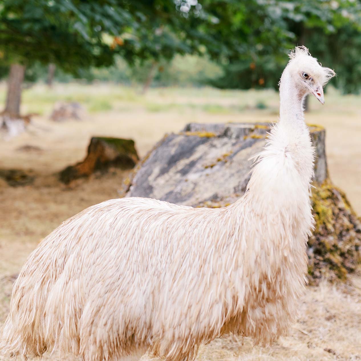Rare Purebred Emu Hens For Sale Rare Purebred Emu Hens For Sale