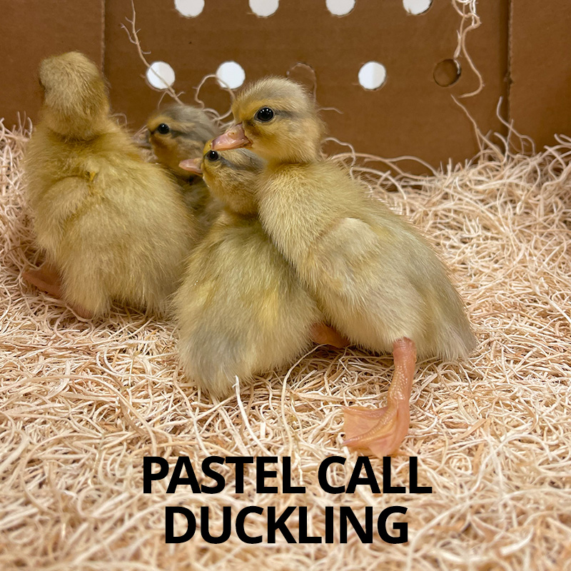 Buy sexed live Pastel Call duckling day-old Buy sexed live Pastel Call duckling day-old