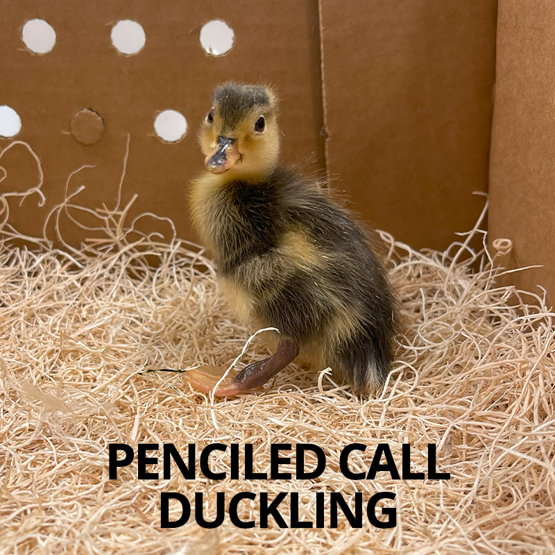 Buy sexed live Penciled Call duckling day-old Buy sexed live Penciled Call duckling day-old