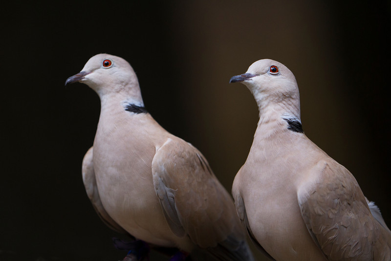 Ringneck-Doves Gentle Purebred Ringneck Doves For Sale