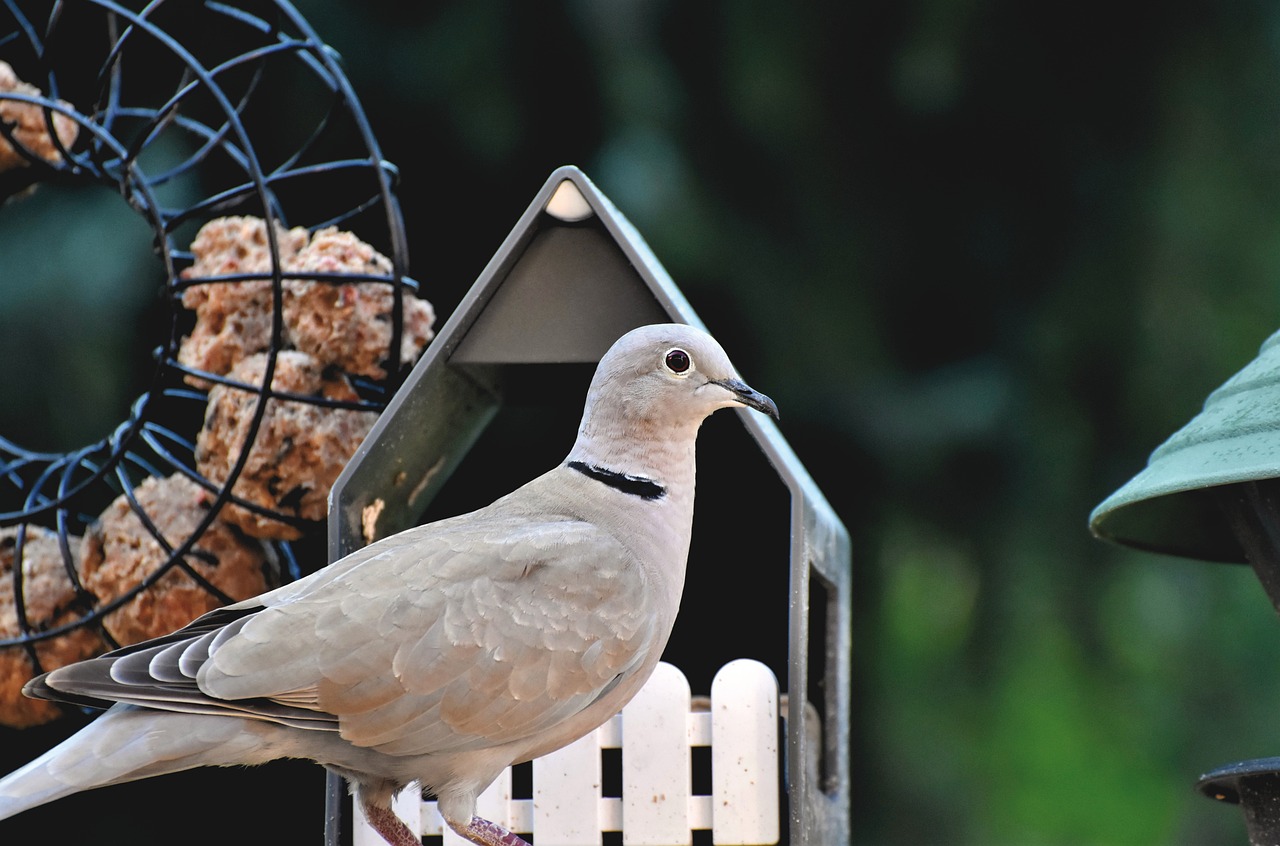 Ringneck-Doves1 Gentle Purebred Ringneck Doves For Sale 1