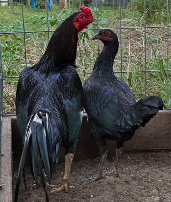 Black Jap gamefowl cocks Black Jap gamefowl cocks